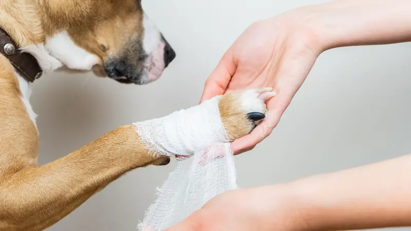 Save Animals and Trees